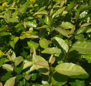 Ebbinge's Silverberry, Russian Olive, Oleaster, Elaeagnus x ebbingei, E. x submacrophylla